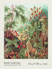 Kunstreproductie Muscinae–Laubmoose (1904), Ernst Haeckel