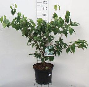 Cornus kousa 'China Girl' - pot 12L - 100-125 cm