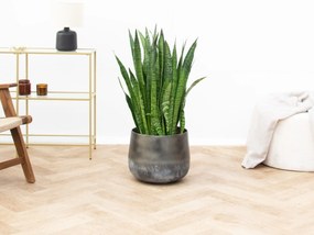 Sansevieria Silverflame - 100cm