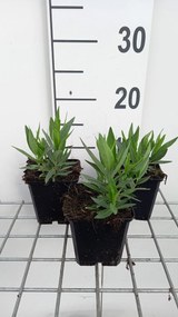 Amsonia 'Blue Ice' - pot 9x9 cm -