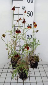 Ratibida columnifera var. pulcherrima - pot 9x9 cm -