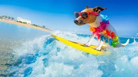 Foto dog surfing on a wave, damedeeso