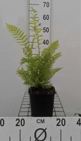 Matteuccia struthiopteris - pot 2L -