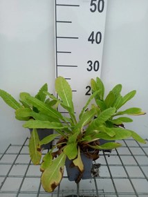 Primula beesiana - pot 9x9 cm