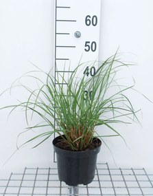 Pennisetum alopecuroides 'Japonicum' - pot 3L