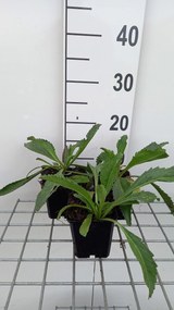 Leucanthemum 'Wirral Supreme' - pot 9x9 cm