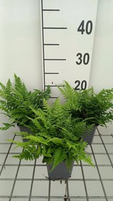 Polystichum tsussimense - pot 9x9 cm -