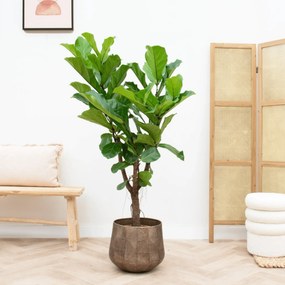 Ficus Lyrata vertakt - 140cm