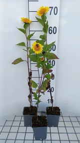 Helianthus decapetalus 'Capenoch Star' - pot 9x9 cm -