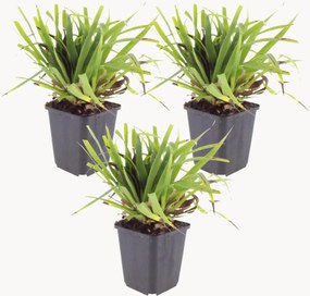 Planten Large Woodrush Luzula Sylvatica, 3-delig