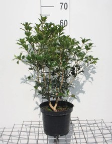Osmanthus heterophyllus - pot - 40-60 cm - struik