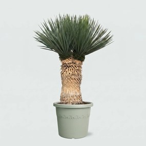 Yucca Rostrata multi head - 120 cm