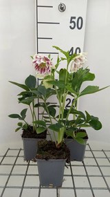 Helleborus orientalis 'Double Ellen Pink' - pot 9x9 cm -