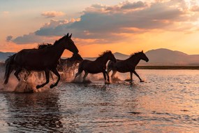 Kunstfotografie WATER HORSES, BARKAN TEKDOGAN, (40 x 26.7 cm)