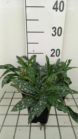 Pulmonaria longifolia 'E.B. Anderson' - pot 9x9 cm