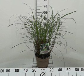 Miscanthus sinensis 'Yaku Jima' - pot 3L -