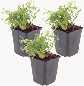 Planten Sweet Woodruff Galium Odoratum, 3-delig