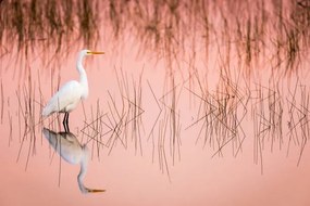 Kunstfotografie Great Egret at Sunrise in a Pink Colored Marsh, Troy Harrison, (40 x 26.7 cm)