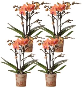 Combi deal - 4 Orchideeën