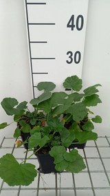 Malva alcea 'Fastigiata' - pot 9x9 cm -