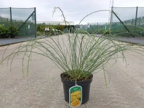 Genista lydia - pot - 30-40 cm