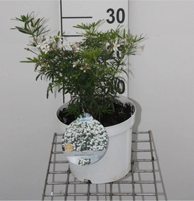 Choisya ternata 'Londaz' (White Dazzler) - pot - 25-30 cm -