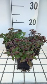 Origanum laevigatum 'Herrenhausen' - pot 9x9 cm -