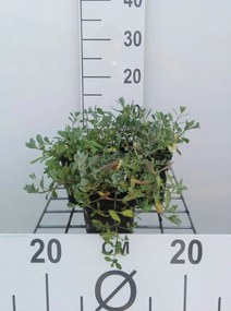Alyssum montanum 'Berggold' - pot 9x9 cm -