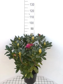 Rhododendron 'Cosmopolitan' - pot 10L - 60-80 cm