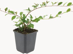 Planten Dwerge Cotoneaster Cotoneaster Dammeri, 6-delig