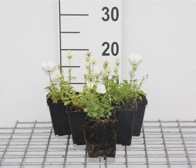 Campanula carpatica 'Weisse Clips' - pot 9x9 cm -