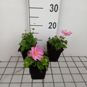 Anemone hupehensis 'Pretty Lady Emily' - pot 9x9 cm