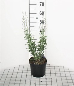 Perovskia atriplicifolia 'Lisslitt' (Lacey Blue) - pot - 30-40 cm