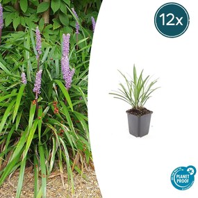 Liriope Muscari 'Ingwersen' - 20cm