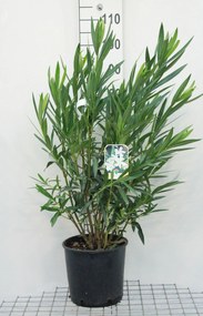 Nerium oleander - pot 10L - 60-80 cm