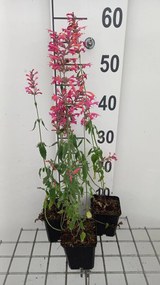 Agastache barberi 'Tangerine Dream' - pot 9x9 cm