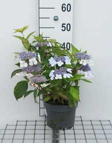 Hydrangea serrata 'Bluebird' - pot - 25-30 cm -
