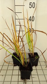 Iris 'Sparkling Rose' - pot 9x9 cm -