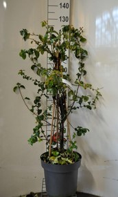 Chaenomeles speciosa 'Orange Storm' - pot 12L - 100-125 cm