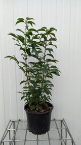 Prunus lusitanica 'Angustifolia' - pot 4L - 50-60 cm - struik -