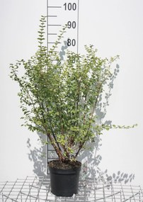 Symphoricarpos x doorenbosii 'Magic Berry' - pot - 50-60 cm