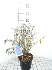 Buddleja davidii 'Nanho Purple' - pot - 40-60 cm -