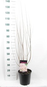 Tamarix tetrandra - pot - 60-80 cm