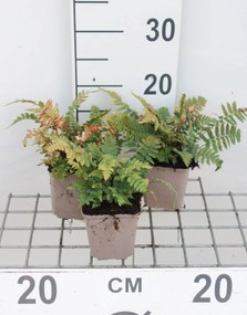 Dryopteris cycadina - pot 9x9 cm -