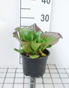 Bergenia cordifolia - pot 2L -
