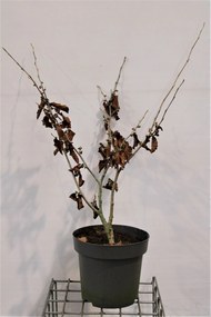 Hamamelis x intermedia 'Jelena' - pot 12L - 80-100 cm
