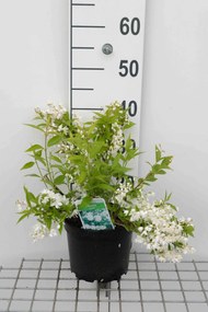 Deutzia gracilis - pot - 30-40 cm