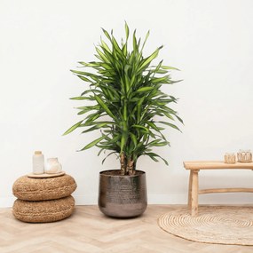 Dracaena Riki - 120 cm