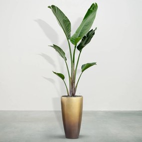 Combideal - Strelitzia Augusta inclusief zelfwaterende pot Mace Matt Honey S - 225cm
