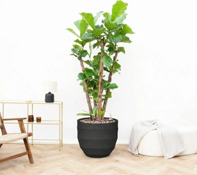 Combi deal - Ficus Lyrata Vertakt inclusief pot Bordo New Egg - 220cm